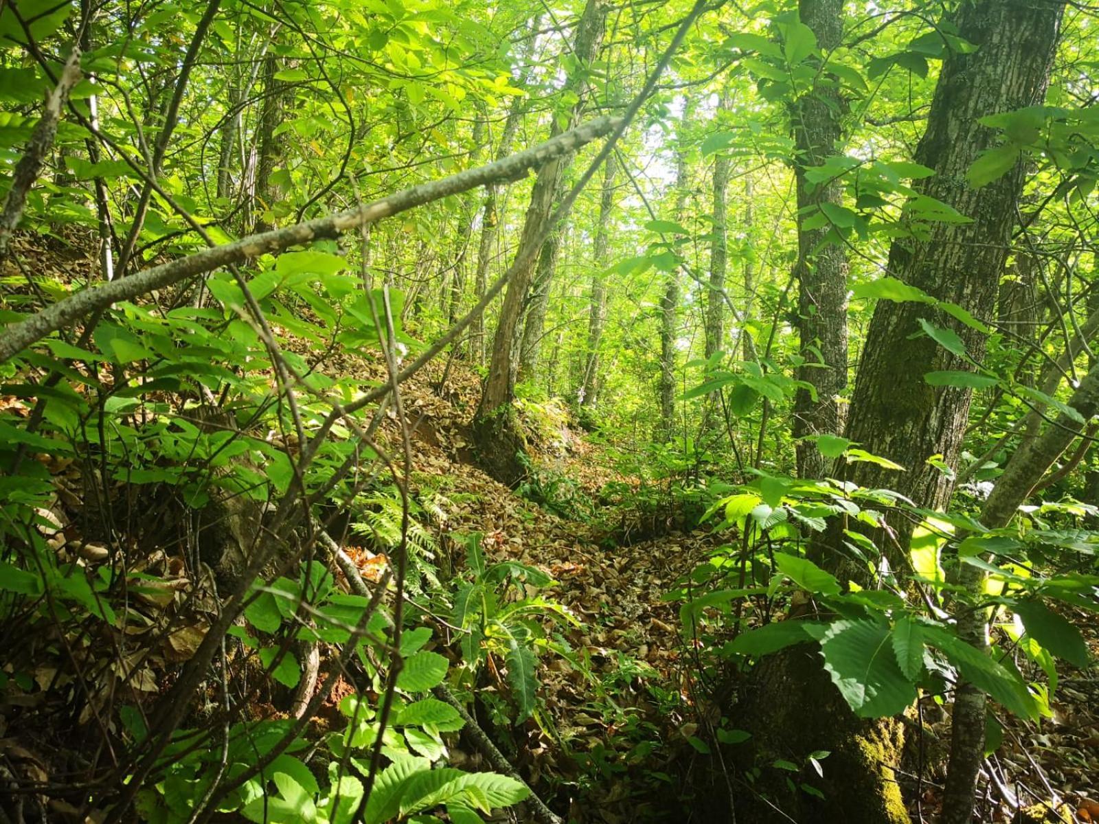 Finca Naturacanaria Мойя Экстерьер фото