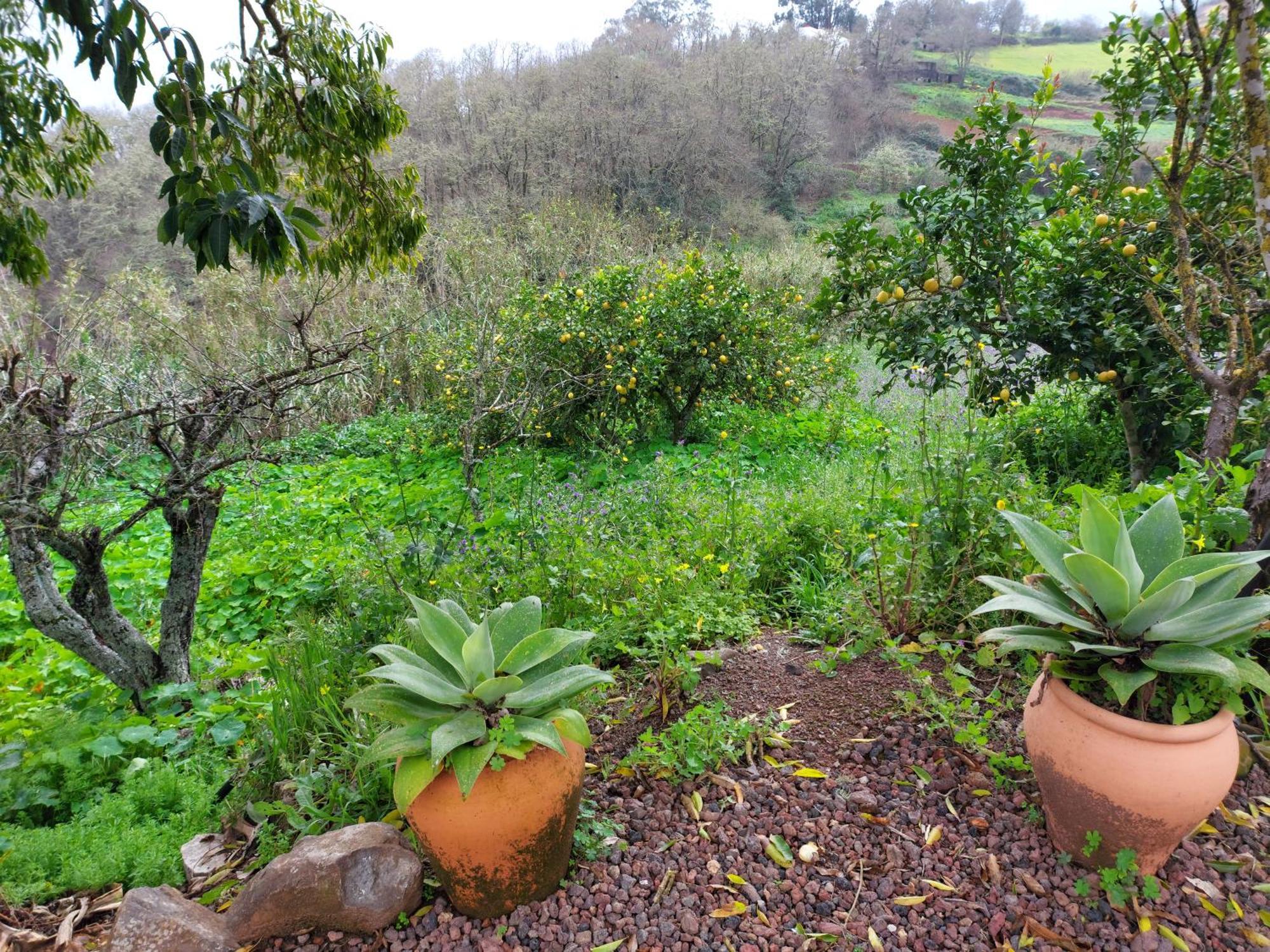 Finca Naturacanaria Мойя Экстерьер фото